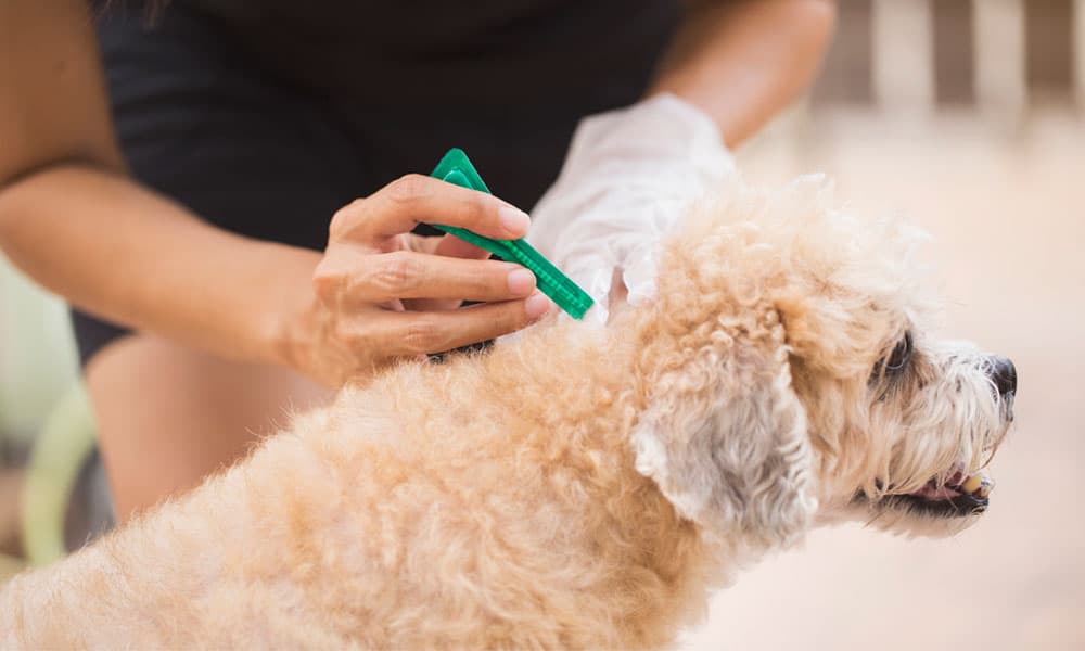 Qué son las pipetas para perros y cómo aplicarlas EP Veterinaria