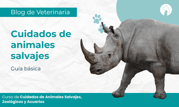 Guía básica sobre cuidados de animales salvajes