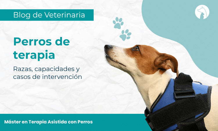 Perros de terapia: razas, capacidades y casos de intervención