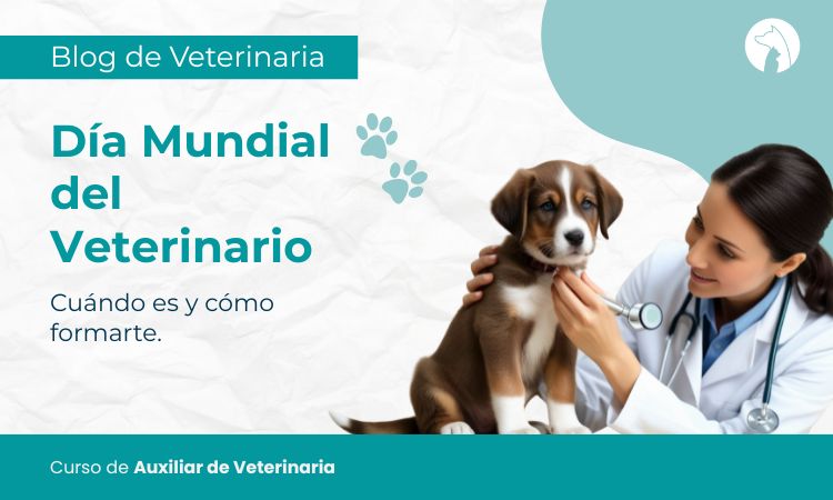 Día Mundial del Veterinario: cuándo es, por qué se celebra y cómo formarte en el sector