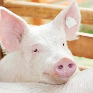 estudiar máster en cría, recría y cebo en ganadería ecológica