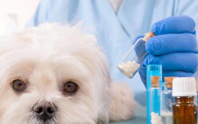 Estudia el Máster en Homeopatía Veterinaria