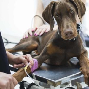 Cursa el Máster en Hospitalización de Animales