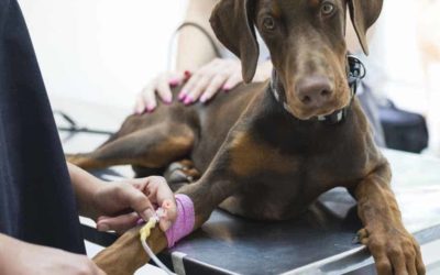 Cursa el Máster en Hospitalización de Animales
