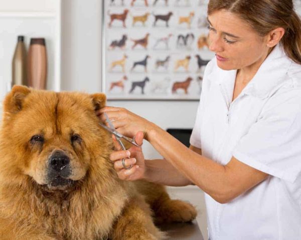 estudiar máster en peluquería canina