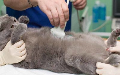 Fórmate con el Máster en Radioscopia, Ecografía y Endoscopia Veterinaria