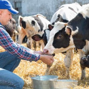 estudiar máster en bienestar animal para ganaderos