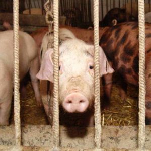 estudiar máster en bienestar animal para transportistas