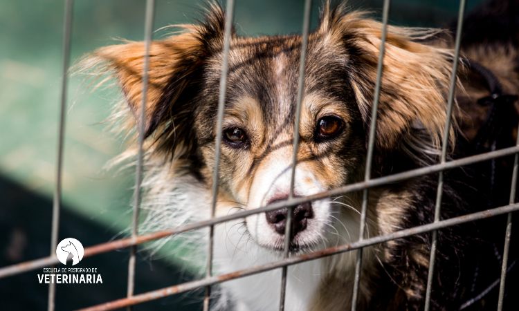 Abandono animal: cómo ayudar a los animales sin hogar