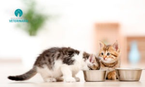 Conoce cómo debe ser la alimentación del gato según su etapa de crecimiento