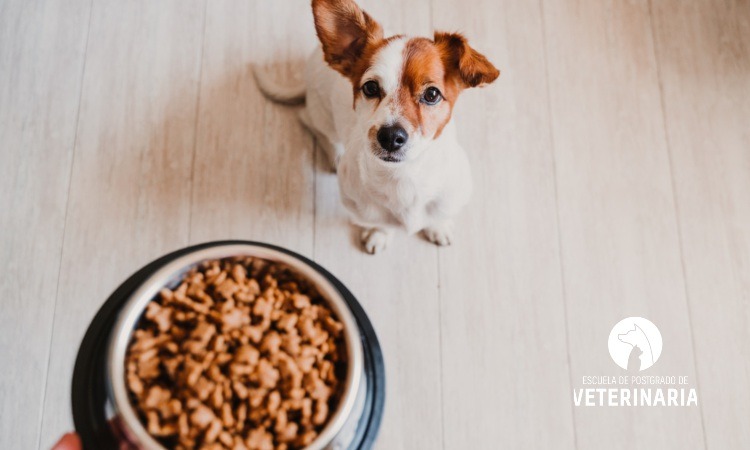 Cuál es la mejor alimentación para perros?