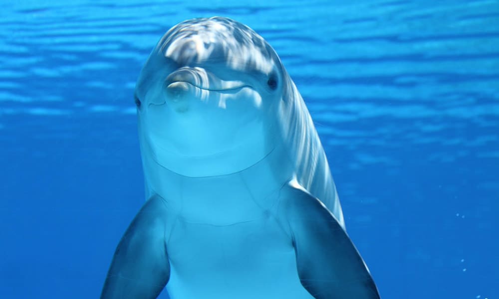 5 curiosidades de animales marinos que no conocías