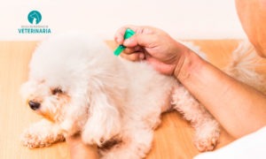 Conoce los tipos de antiparasitarios que hay para perros y cuáles son sus usos