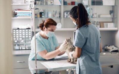 ATV veterinario: qué hace y en qué se diferencia del auxiliar de veterinaria
