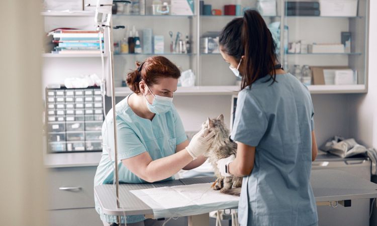 ATV veterinario: qué hace y en qué se diferencia del auxiliar de veterinaria