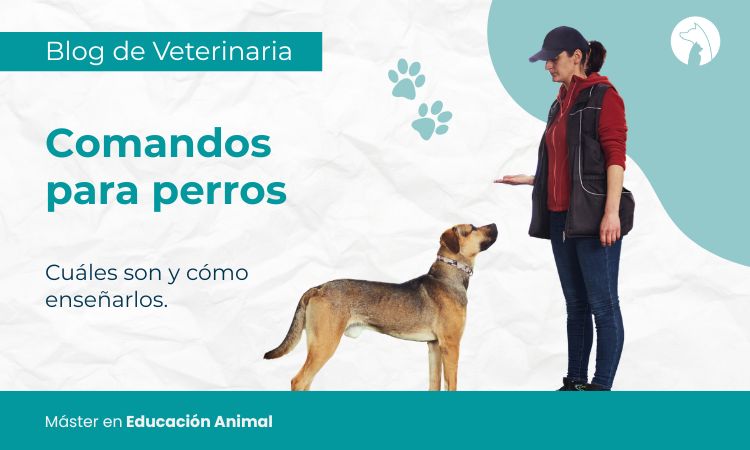 Comandos para perros: cuáles son y cómo enseñarlos