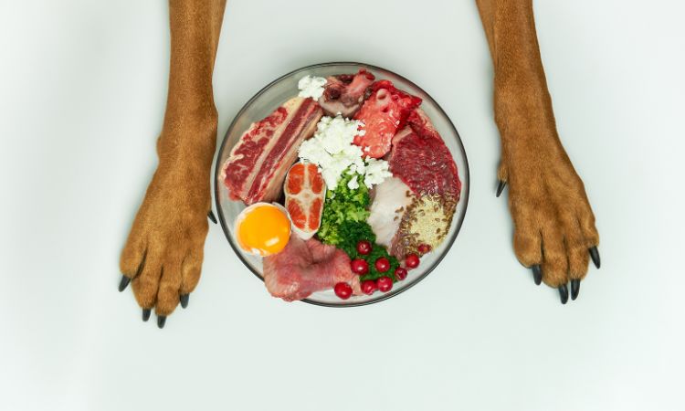 Comida natural para perros: la guía definitiva para una alimentación saludable