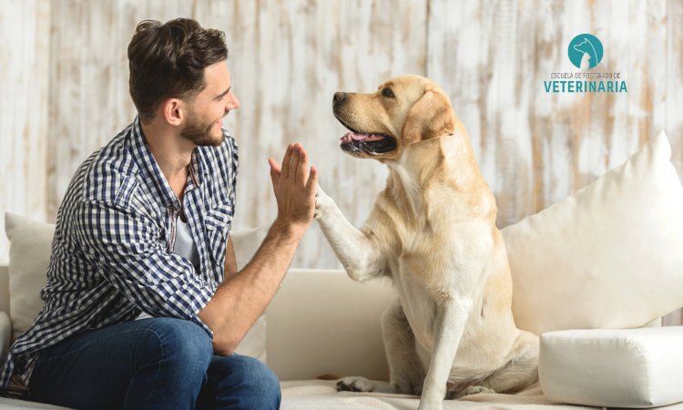 5 cuidados del perro imprescindibles para su bienestar