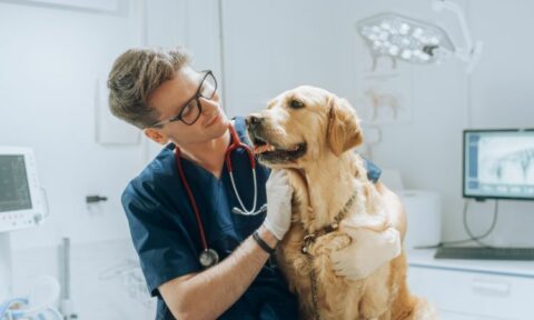 Curso Auxiliar Veterinaria D Nde Estudiarlo