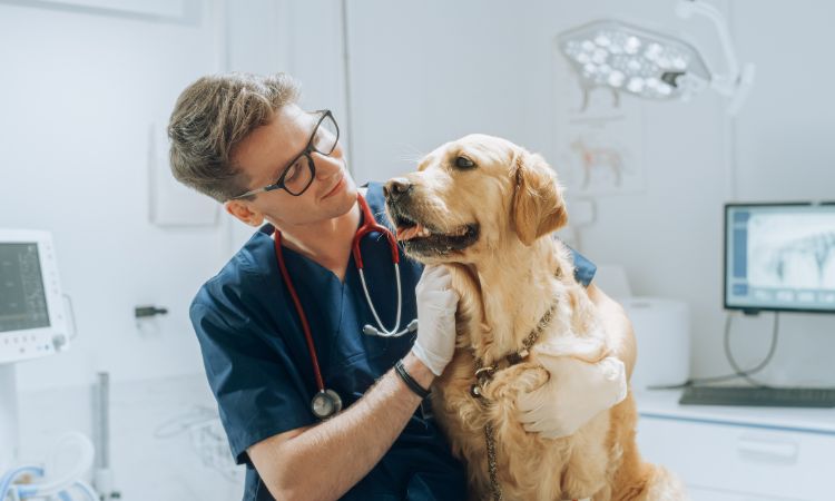 Curso auxiliar de veterinaria: ¿dónde estudiarlo?