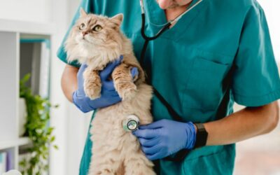Estudiar el curso de oncología veterinaria