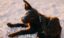 Qué es la dermatitis en perros y cuáles son los tipos