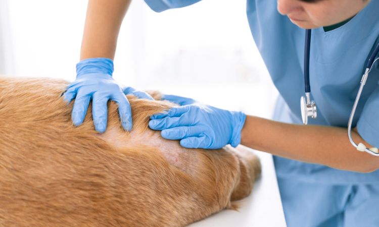 Conoce los problemas más comunes de la dermatología veterinaria