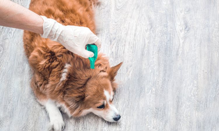 Desparasitación en perros: qué es, síntomas y cuándo debe hacerse