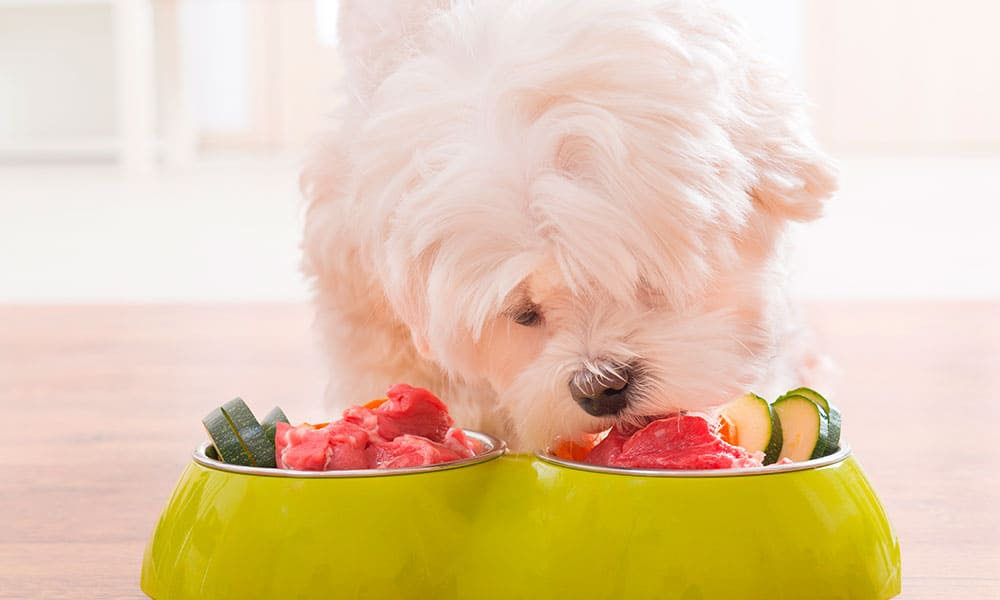 Conoce los pros y contras de la dieta BARF para perros