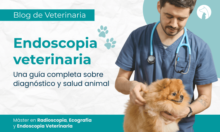 Endoscopia veterinaria: una guía completa sobre diagnóstico y salud animal