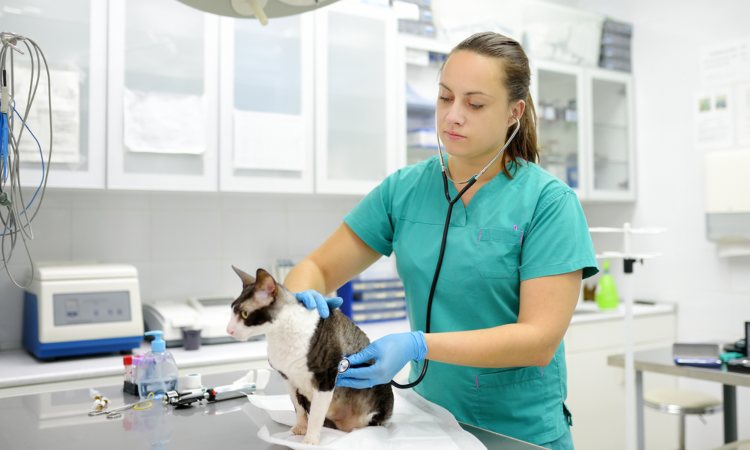 Descubre las especialidades veterinarias más demandadas