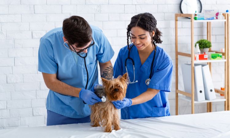 Funciones de un auxiliar veterinario: todo lo que necesitas saber