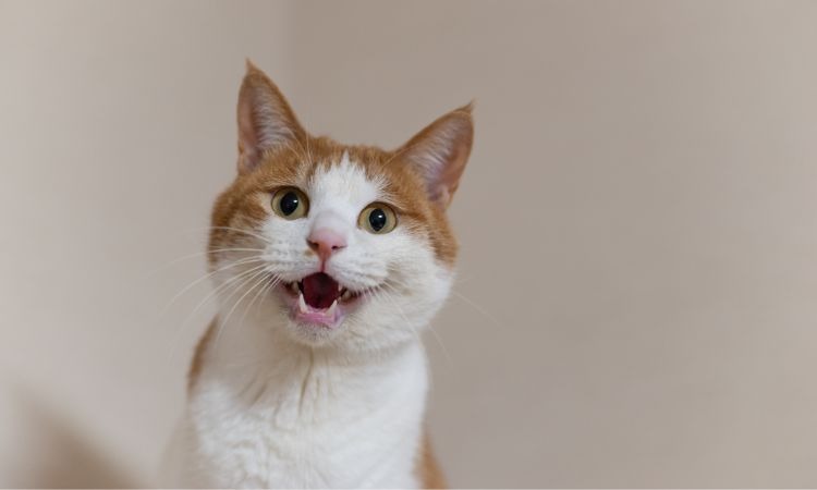 Gato estresado: cómo detectar, comprender y aliviar su ansiedad