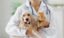 Descubre qué es la homeopatía veterinaria, cómo se aplica y qué enfermedades trata