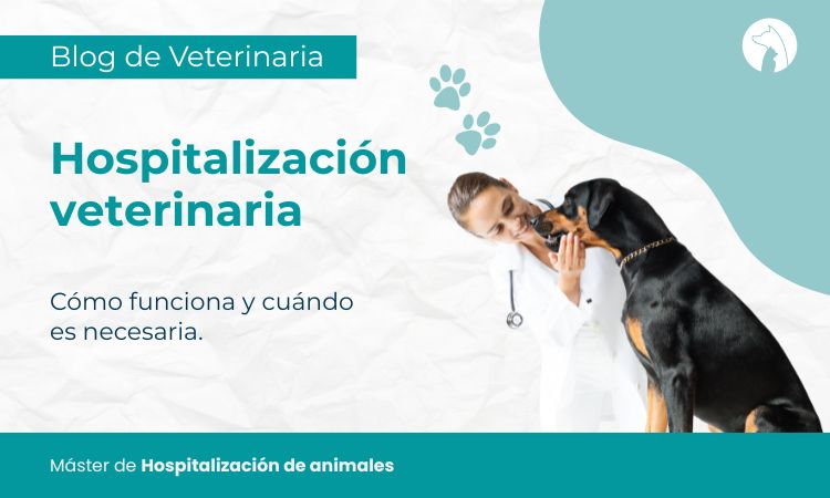 Hospitalización veterinaria: cómo funciona y cuándo es necesaria