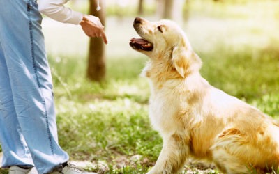 Estudiar el Máster en Educación Animal y formarse en adiestramiento canino