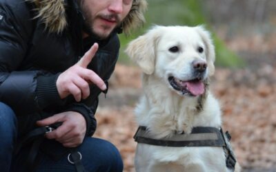 Estudia el máster en etología canina avanzada y da el siguiente paso