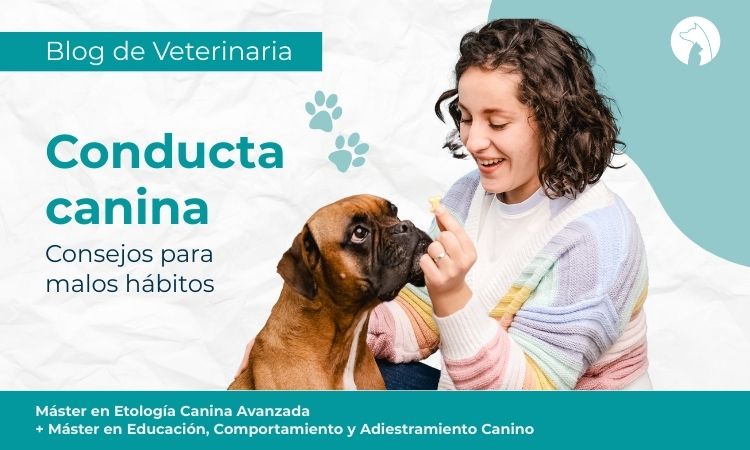 Modificación de conducta canina: Consejos para malos hábitos