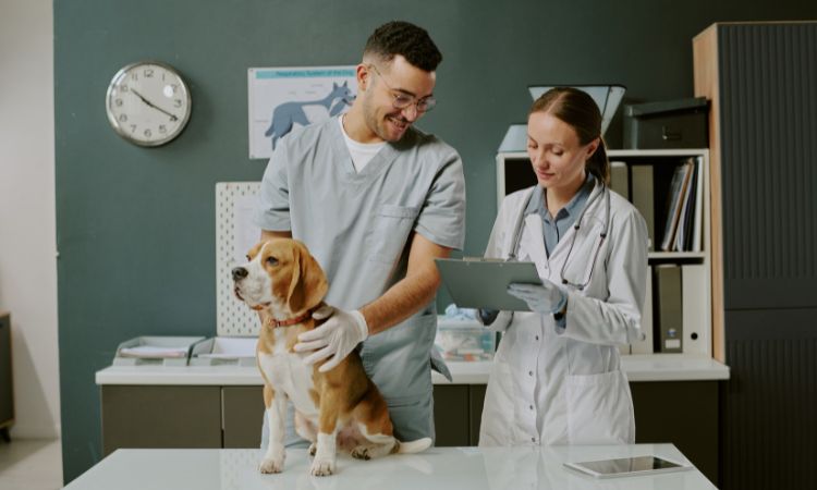 Oncología veterinaria: tratamientos y cuidados especializados para mascotas
