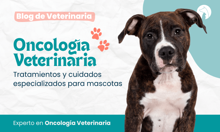 Oncología veterinaria: tratamientos y cuidados especializados para mascotas
