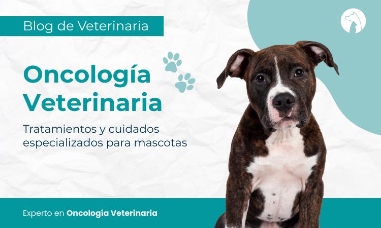 Oncología veterinaria: tratamientos y cuidados especializados para mascotas