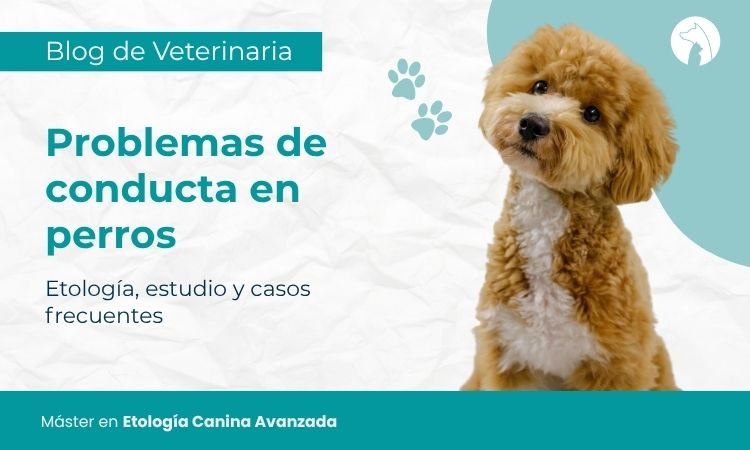 Problemas de conducta en perros: etología, estudio y casos frecuentes