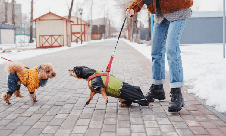 ¿Qué problemas de comportamiento en perros existen?