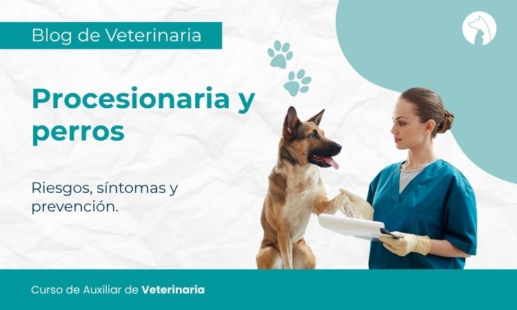 Procesionaria y perros: riesgos, síntomas y prevención