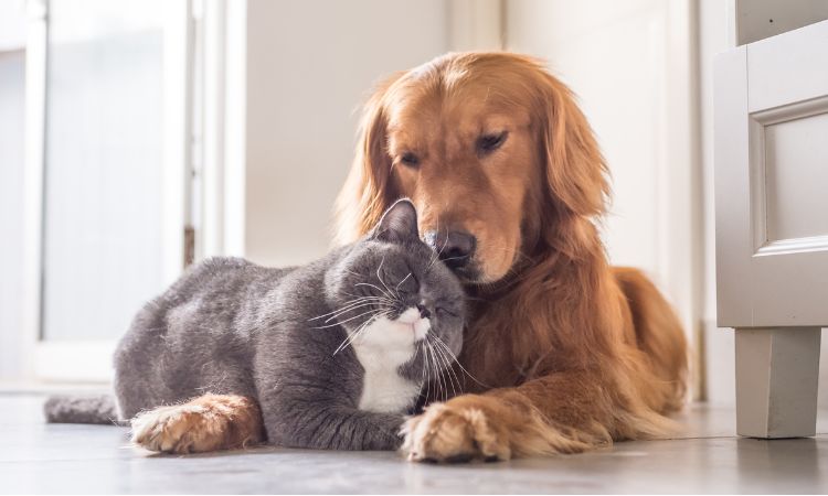 Descubre qué hacen los animales en verano