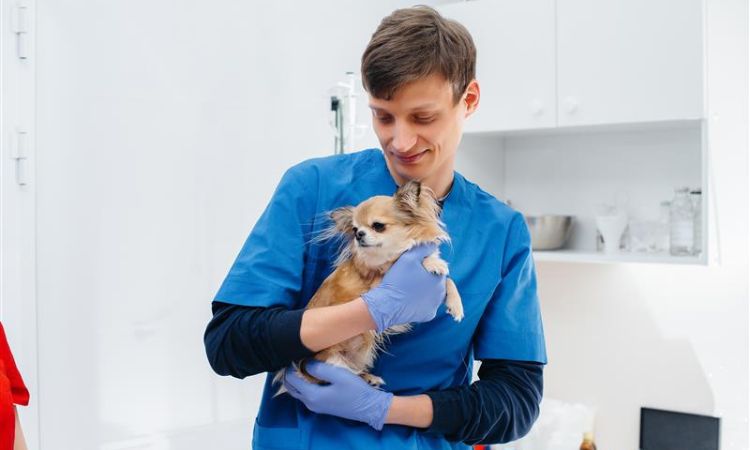 Qué hacer en una primera consulta veterinaria: paso a paso para auxiliares