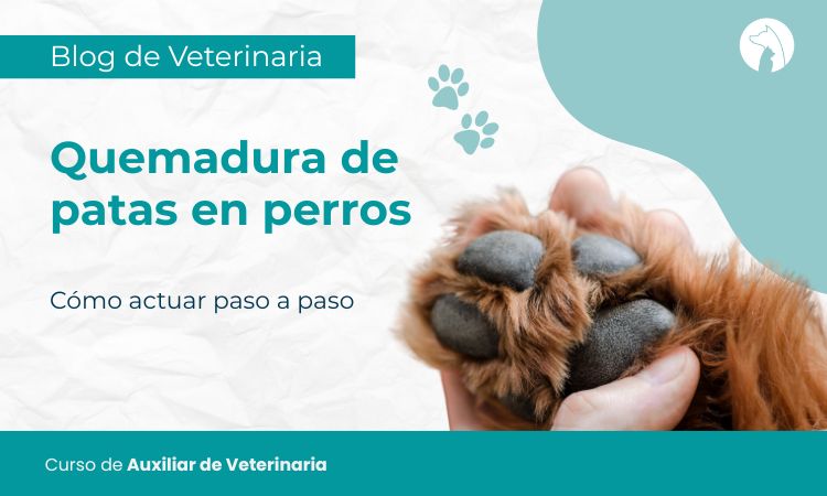 Quemadura de patas en perros: cómo actuar paso a paso