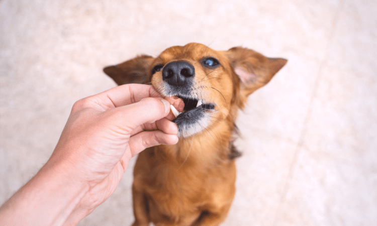 Snacks para perros: ejemplos para cuidar a tu mascota