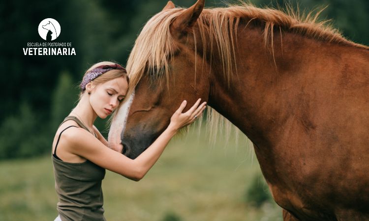 Terapia con caballos: disciplinas de la equinoterapia, usos y beneficios