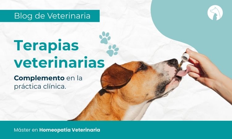 Terapias veterinarias como complemento en la práctica clínica